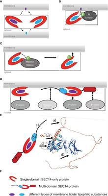Role of SEC14-like phosphatidylinositol transfer proteins in membrane identity and dynamics